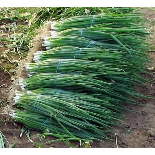 ���������� ������������� ������ ���� ����� �� ������ ������ �������