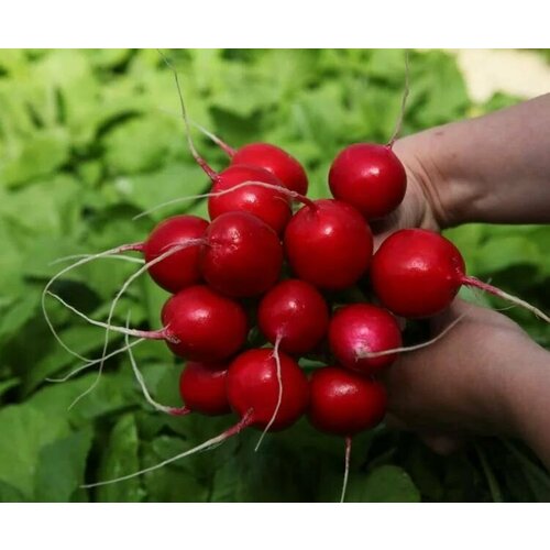 ���������� ������������� ������ ������ ����� �����