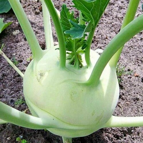 ���������� ������������� ������ ������� �������� ������� ����� 1350/