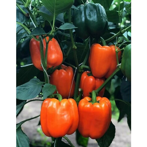 ���������� ����� ������� �����, ������� ������ ��������� ��������� �������������, ���������� � ��������� ����������, 15 �����