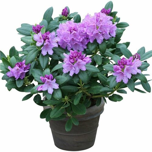 ,   (Rhododendron catawbiense)    , -, 