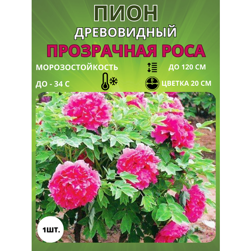 ���������� ���� ���������� ���� 1 ��.