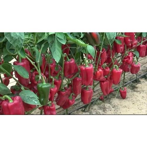 ���������� ������������� ������ ����� �������� ������ F1