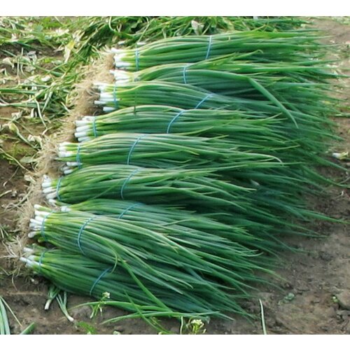 ���������� ������������� ������ ���� ����� ��������