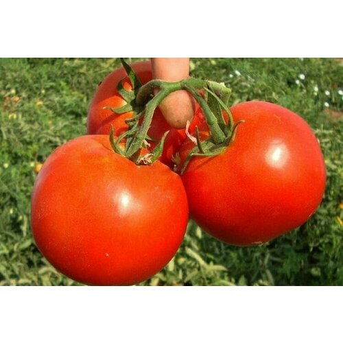 ���������� ������ ����� ������ F1 15 ��.