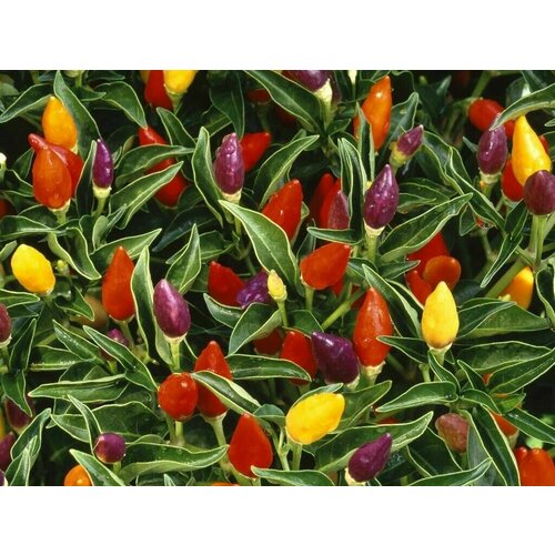 ���������� (������) ������ ����� 