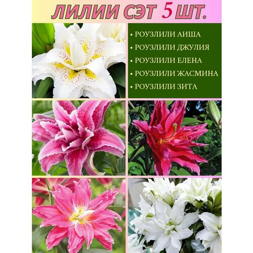 ���������� ����� ���������, ��������, ��� �� 5 ����