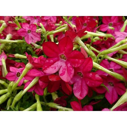 ���������� ����� �������� �������� F1 ���������, ���������� �������� � �������� �������� � ������� �������� �������, 15 �����