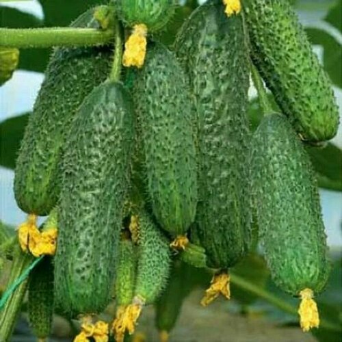 ���������� ������������� ������ ������ F1 ��������