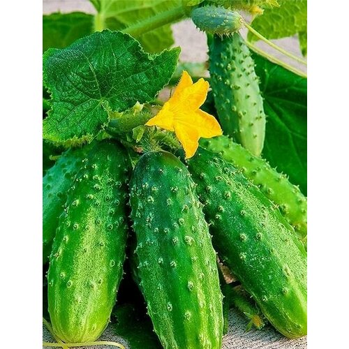 ���������� ������������� ������ ������ ��������� 36