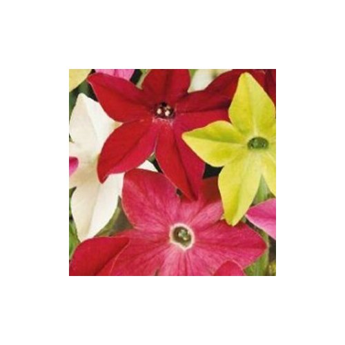 ���������� ������ �������� ����� �������� �������� �����