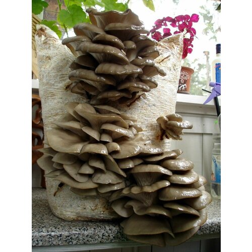 ���������� ������� ������� �������� (����� �5) -160 �����