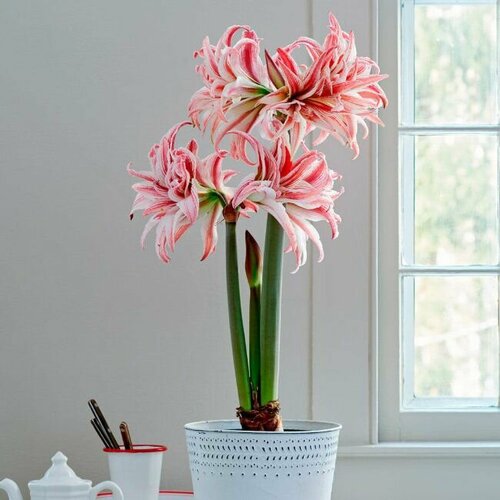 ���������� ����������� ������, Hippeastrum Doublet, ������