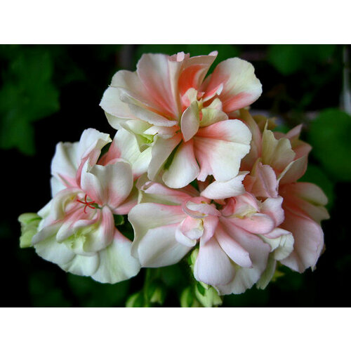 ���������� ������ ���������� ��������� ������������� ����� 4 �� 1 ��������