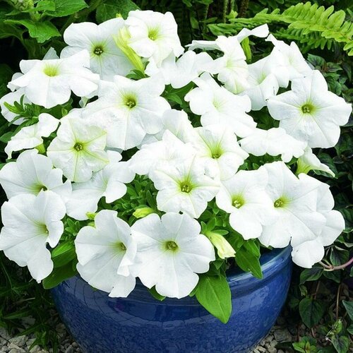 ���������� ������� ������� F1 �����, ������ ��� ���� ������������ ������-����� ������ ������� ���������� ������, 30 �����