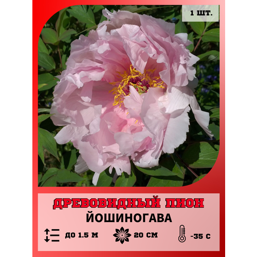 ���������� ���� ����������� ����������, ������� 1 �����