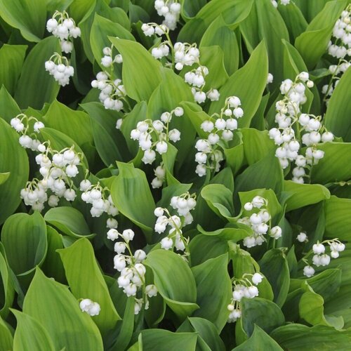 ���������� ������ ������ ������ ������� 30 ��.