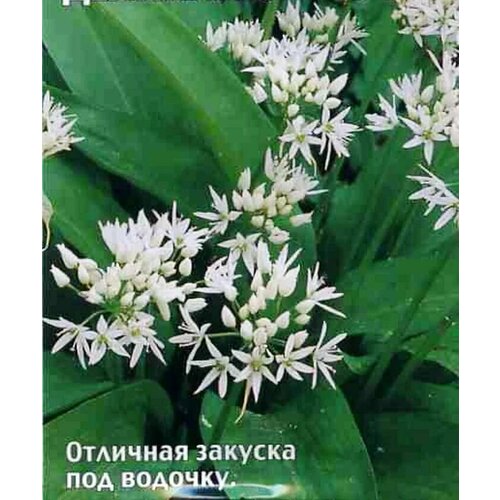 ���������� ������������� ������ ���� �������� (�������) ���������