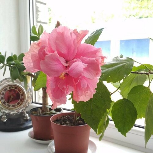 ���������� �������� ����������, ����������� ����, ��������, ������