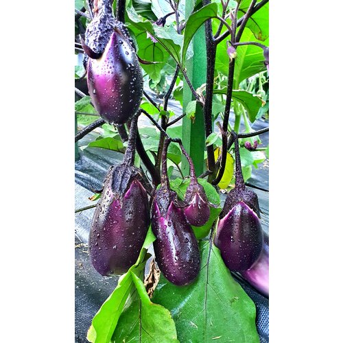 ���������� ������ �������� ���� (Vera) / Seeds And Goods / � �������� zip-lock ��� ���������� 20 �����