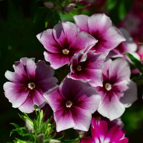 ���������� ������ ����� ����������� ������� 0,1 � (1 ��������)