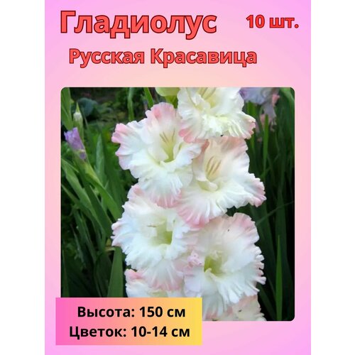 ���������� ��������� ��������������� ������� ���������, �������� ����������