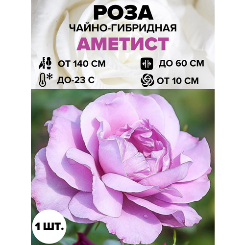 ���������� ���� ������� �����-��������� 1 ��.