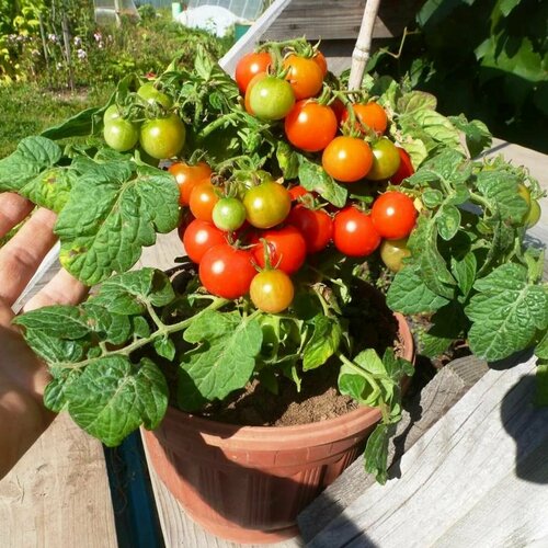 ���������� ����� ���� ����� ���, ����� ���� ���� ������ ��� ����������� � �������� � ������ � �������� ������������ �������, 10 �����