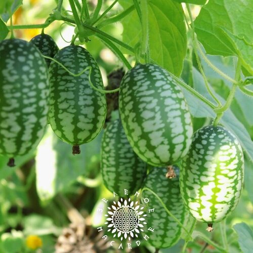 ���������� ������ �������� �������� - �������� ������ (���. Melothria scabra) 15��