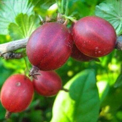 ���������� ��������� �����, C3 (2 ����) (1 ������� � ������ 3 �.)