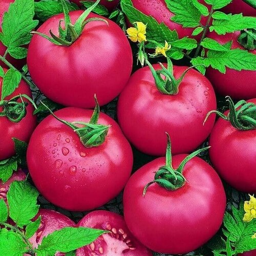 ���������� ����� ������������� ���������, �������������� 50-70�� �������, ������� ���������� �������� � ������� 90-150��, 30 �����