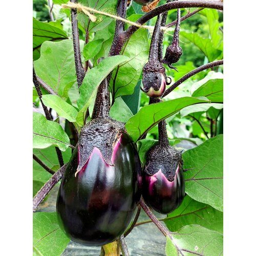 ���������� ������ �������� �������� ������������� (Violetta di Firenze) / Seeds And Goods / � �������� zip-lock ��� ���������� 10 �����