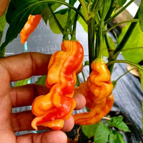 ���������� ������������� ������ ����� ������ ���� ���