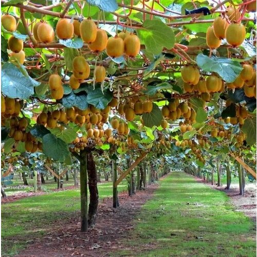 ���������� ������ ���� ��������� ��������� 10 ����