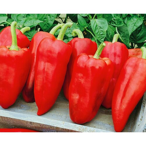 ���������� ������������� ������ ����� �������� ������ F1/