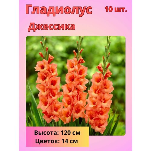 ���������� ��������� ��������������� ��������, �������� ����������