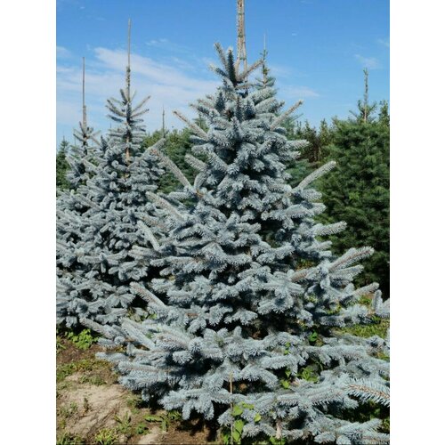      (Picea pungens Hoopsii), 15 