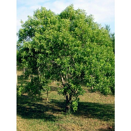 ���������� ������ ����� ���������� ������ (Santalum album), 3 ����