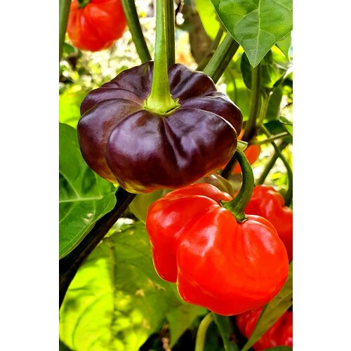        (Aji Cachucha Purple Splothed) / Seeds And Goods /   zip-lock   10    , -, 