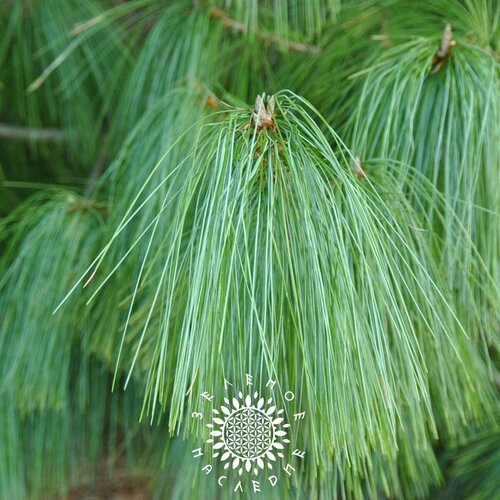     -   (. Pinus Excelsa) 15