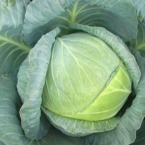 ���������� ������������� ������ ������� �/� ������ F1