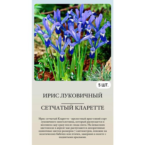 ���������� ���� ���������� �������� ����������� ��������