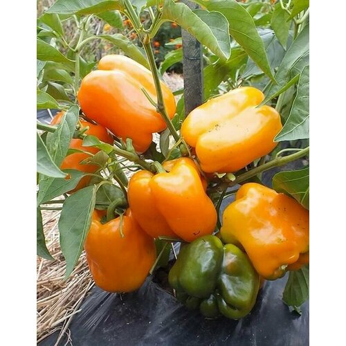 ���������� ������������� ������ ����� �������� ��� ����