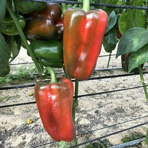 ���������� ������������� ������ ����� �������� ������ F1