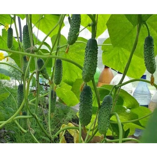 ���������� ������������� ������ ������ �������� F1