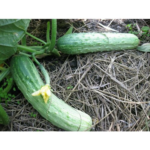 ���������� ������������� ������ ������ ������ �� ����������� F1