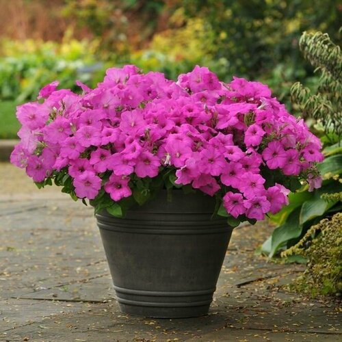 ���������� ������� �������������� ��������� F1 ���� �������, ����� ������������� �������� ������������ ��� ��������������, ��� �������, ��������� ������ , 5 �����