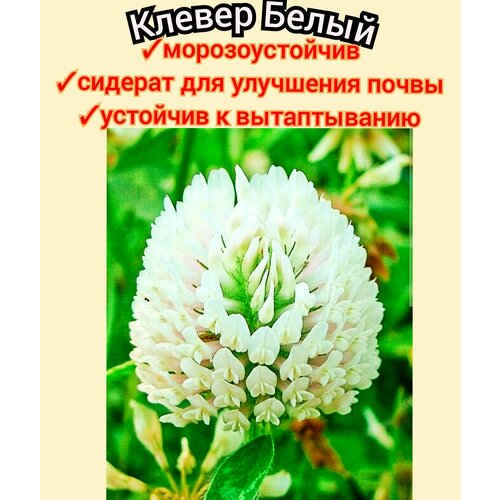 ���������� ������ ����� ���������� ��� ������ 1��, ������� ��� ����, ����� ��� ������/���� �����