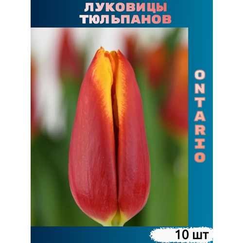 ���������� �������� �������� Ontario (10 ��)