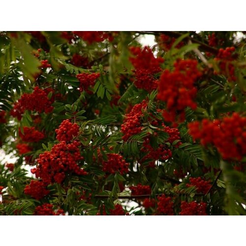 ���������� ������� ������ ������� ( 3-4 ���� , �7,5 , 150-175 �� )